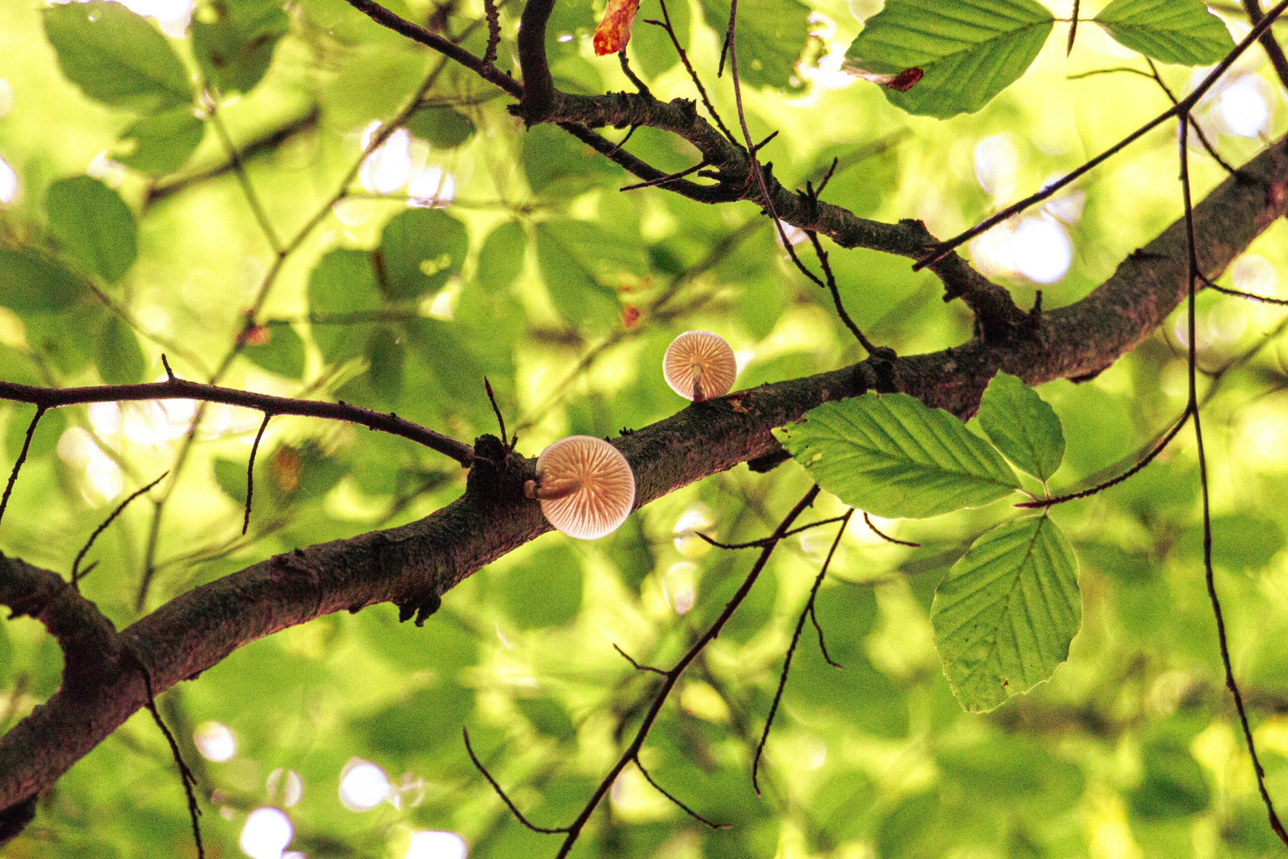 Mushrooms on a Branch